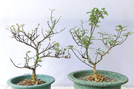 胡椒木盆景从上盆制作到养护,只需掌握这五点,一年四季清香四溢