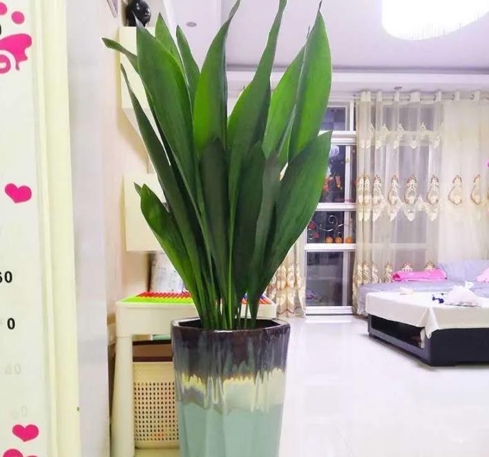 一叶兰:叶片细长翠绿,姿态优美,实属北欧风客厅盆栽佳品