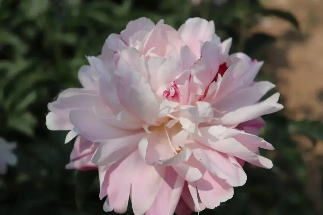 芍药花什么时候开花（芍药种植方法和时间）