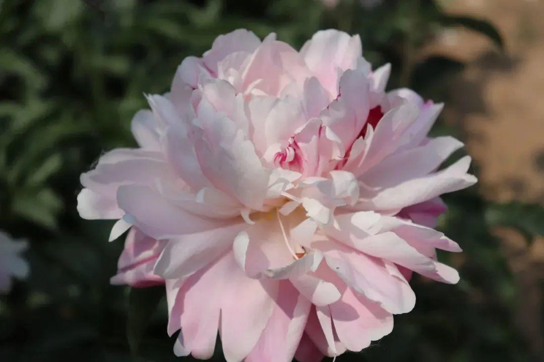 芍药花什么时候开花芍药种植方法和时间