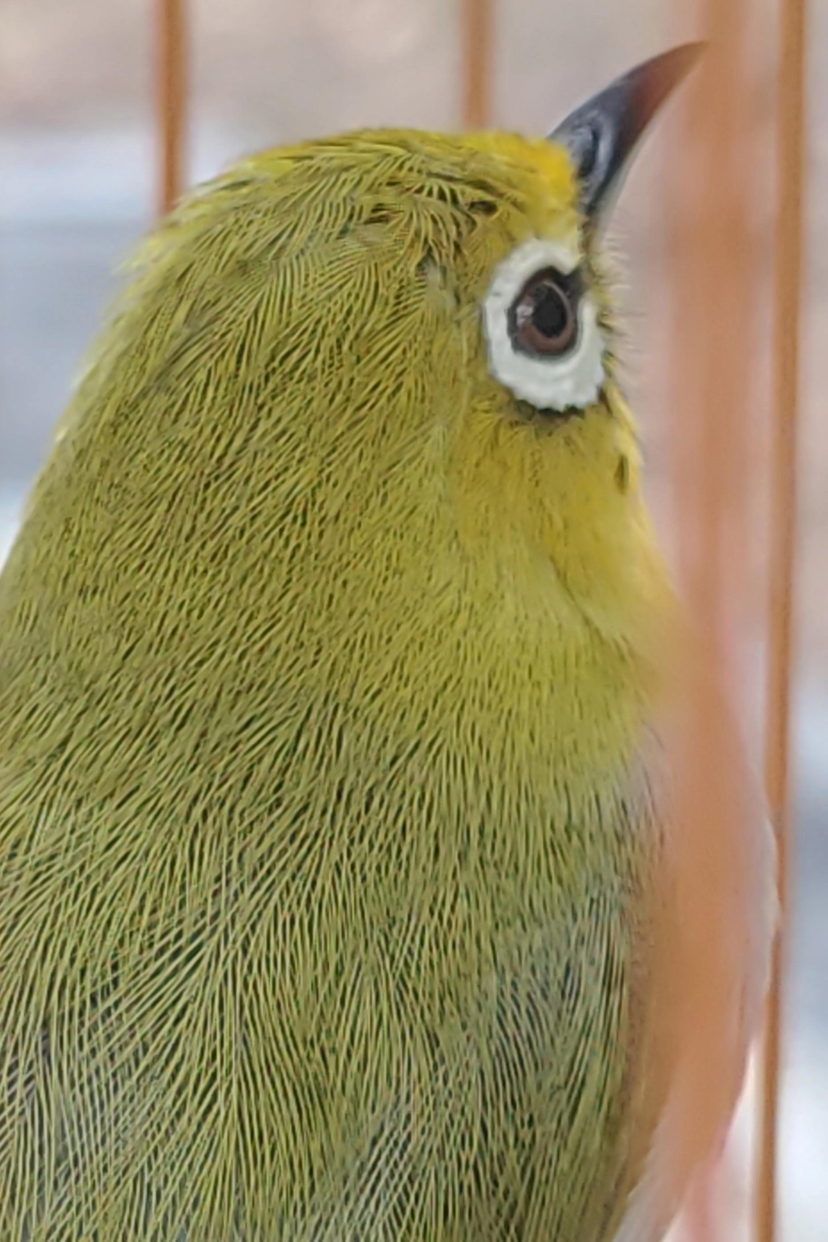 黄腹绣眼鸟怎么养正确方法「干货」 -骁龙网