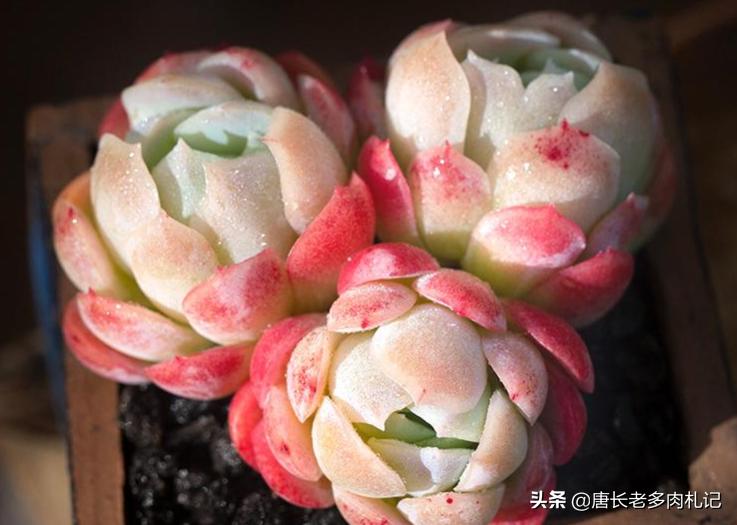 为什么从云南等地网购的多肉开始很紧致,但养着养着就散开了呢?