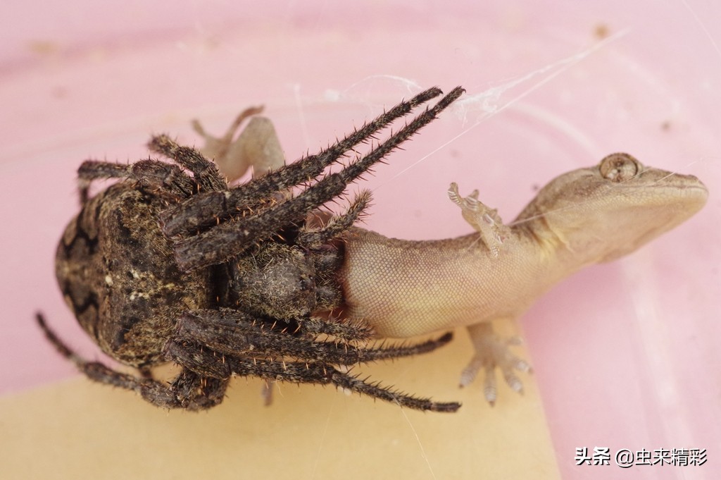 兇猛的黑神vs善良的綠巨人 Me前沿