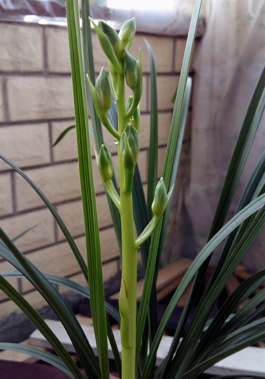 大一品兰花怎么养长得好「专业回答」 -骁龙网