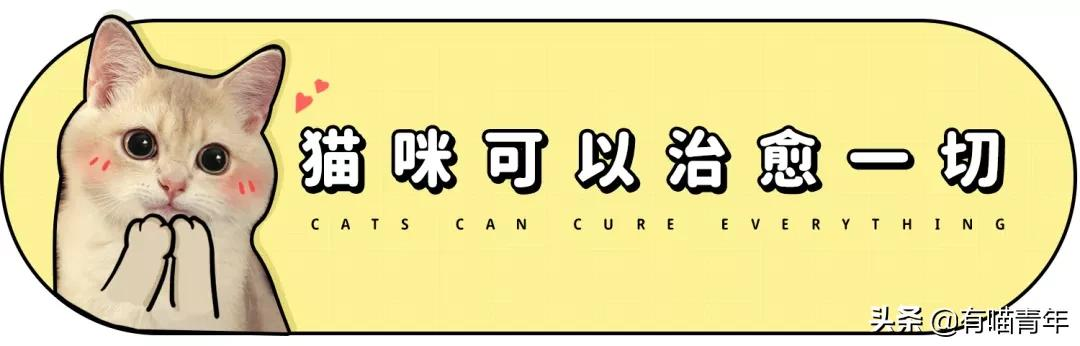 谢谢，福丸！再见，福丸