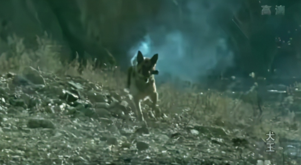 《犬王》導演姚守崗，拍戲炸死軍犬，15年後接受采訪，仍毫無悔意