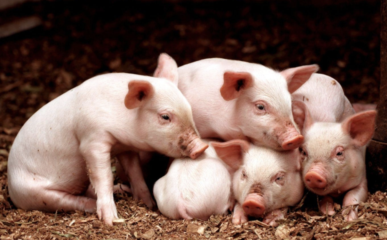 温氏股份怎么了