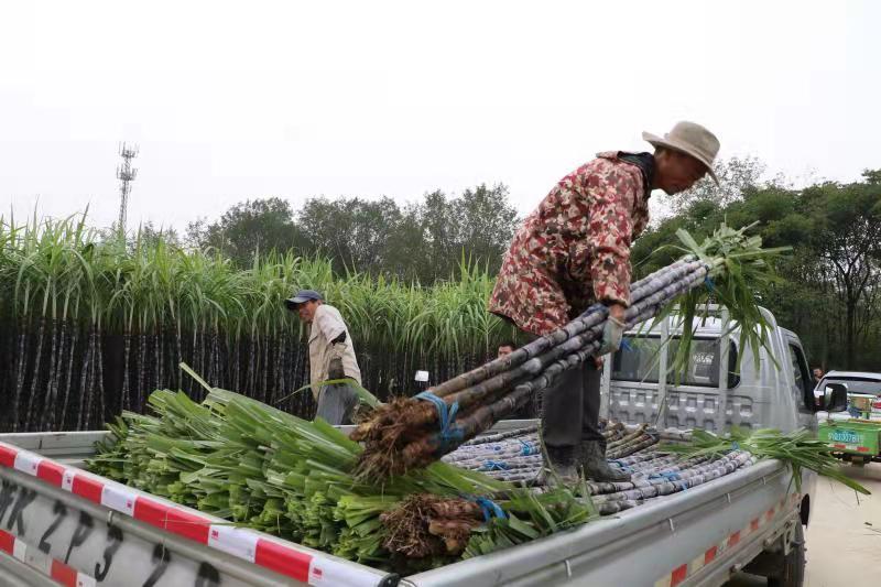 兰溪市女埠街道汇潭村千亩甘蔗熬制丰收的甜蜜