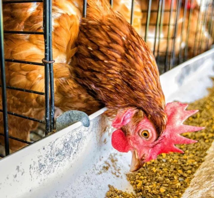 蛋鸡冬季不停产如何做到？