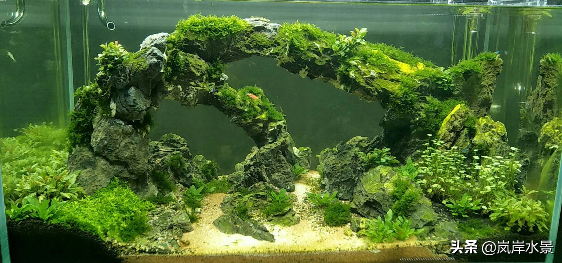 岚岸水景 简单丛林式水草缸造景风格特点及布局技巧 天天看点