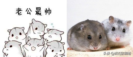萌萌小仓鼠如何分辨公母？一看就懂的性别识别指南