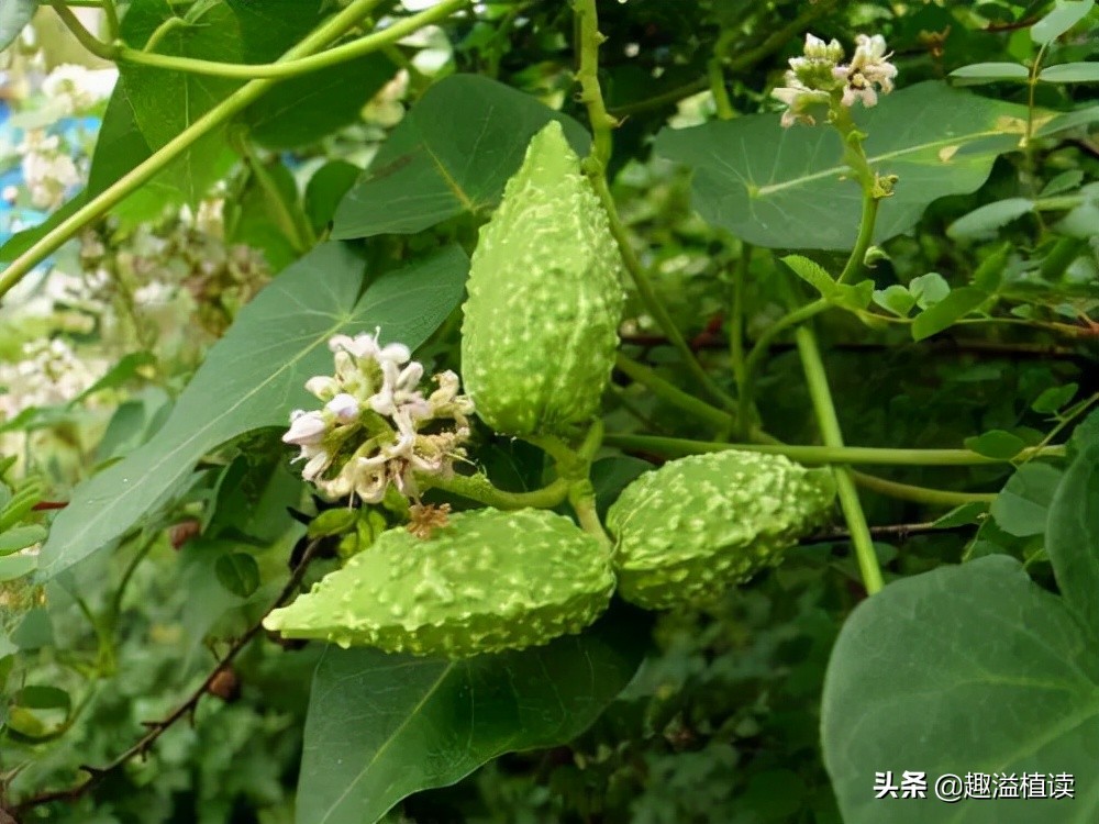 认识何首乌