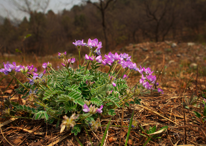 13大叶补血草怎么养新手必看「科普」 -骁龙网