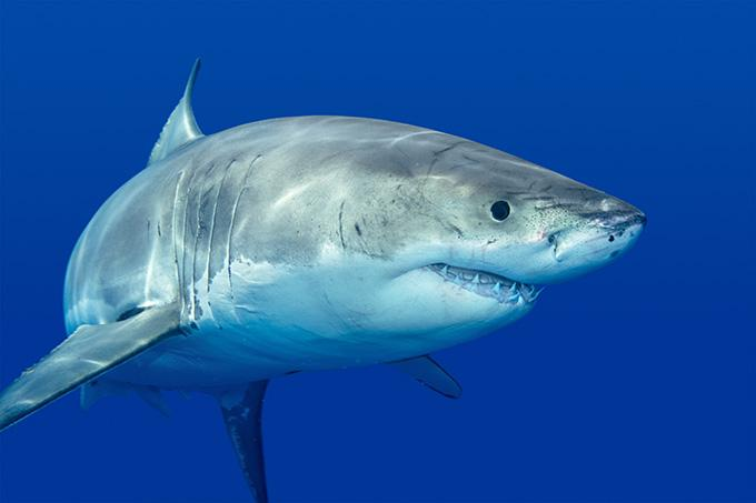 鲨鱼是胎生还是卵生，鲨鱼为什么不是鱼类？