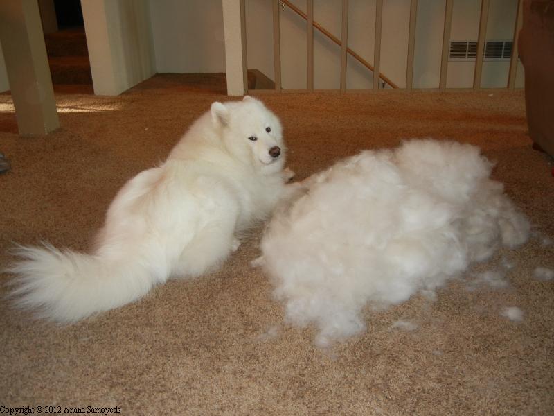 萨摩耶的优缺点有什么?明明超可爱,为什么主人直呼"后悔"?