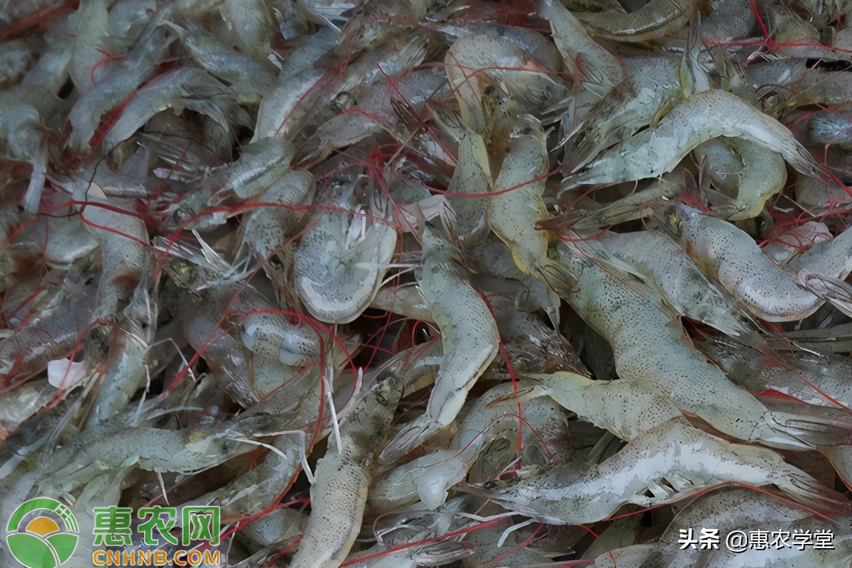 基围虾是海虾吗，基围虾和明虾有什么区别？