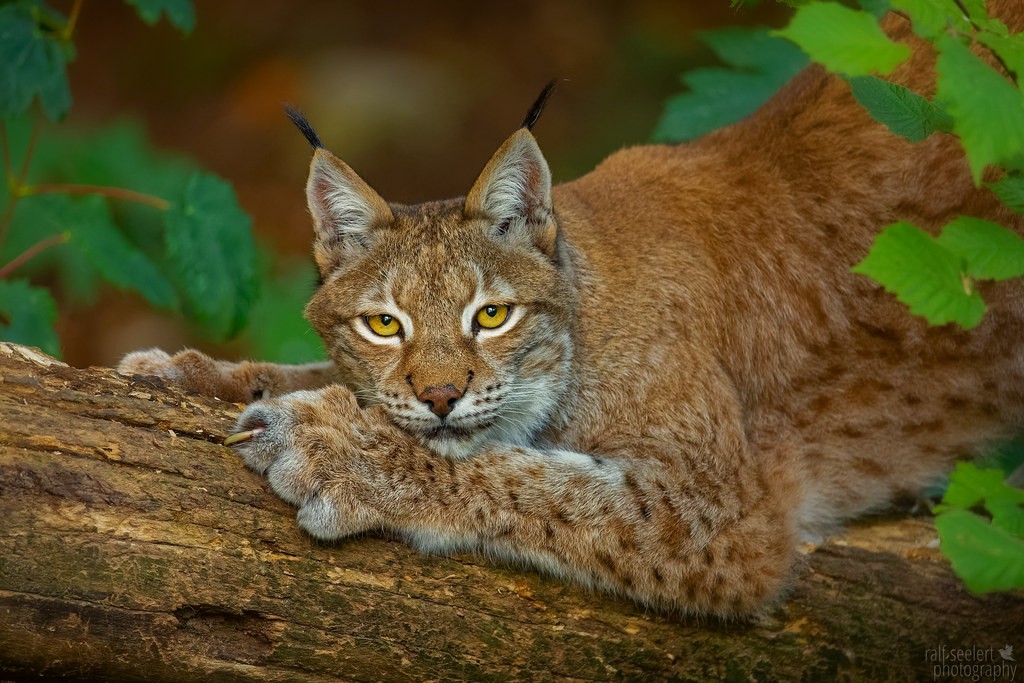 当狼遇到猞猁，谁才是真王者？“杀狼机器”猞猁只是徒有虚名吗？