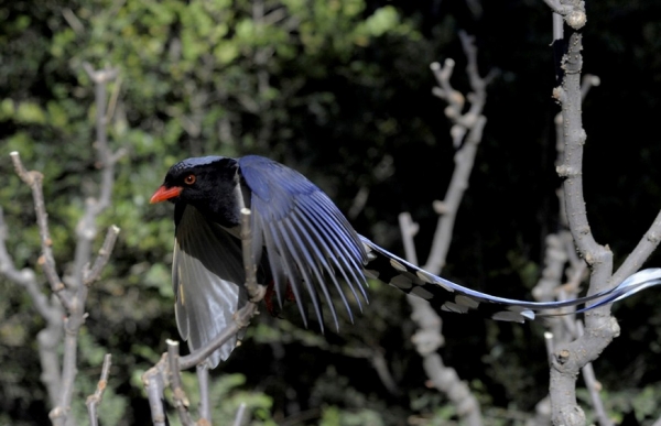 青鸟是什么意思青鸟表达什么情感什么寓意