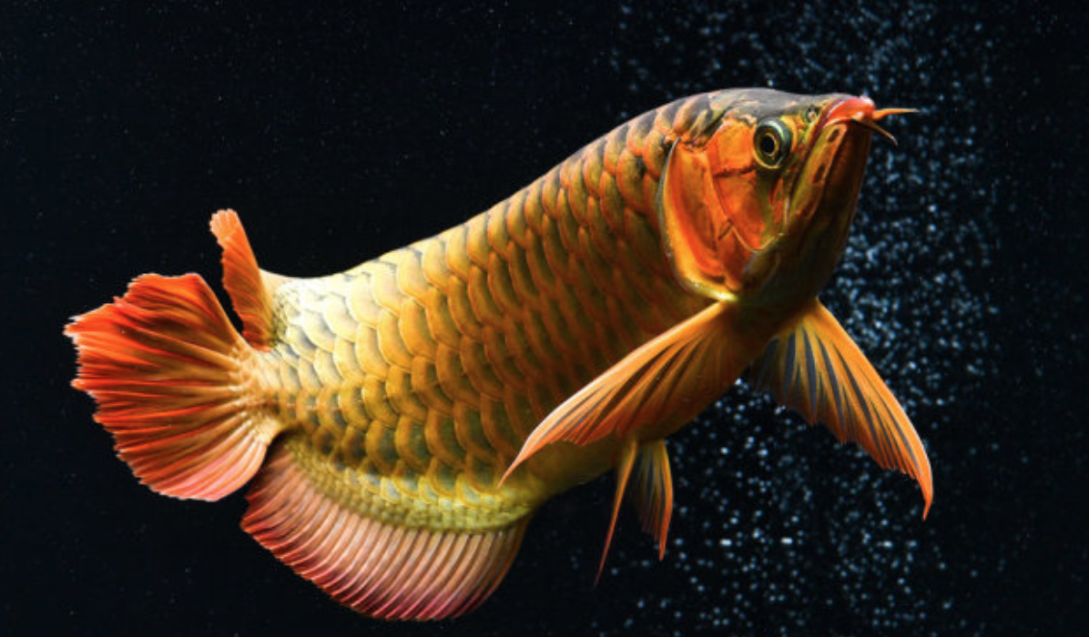 金头金龙鱼怎么养最佳精心整理