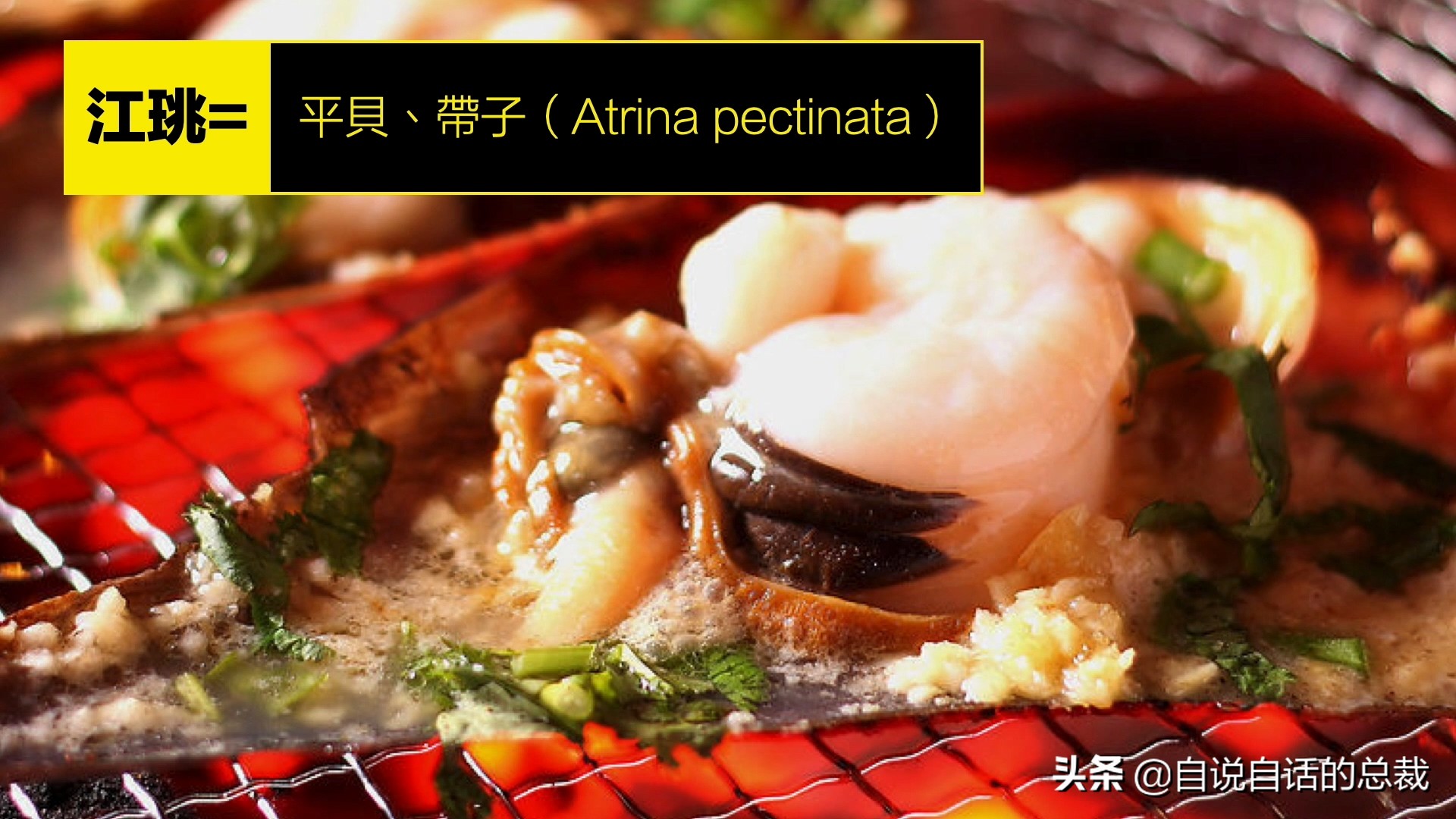 蛤、蚶、蛏、蚝、蚬有什么区别？这是一群美味海怪与人类的故事