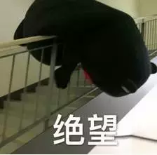 这是公认的最聪明犬种!三分钟看完牧羊犬喂养指南