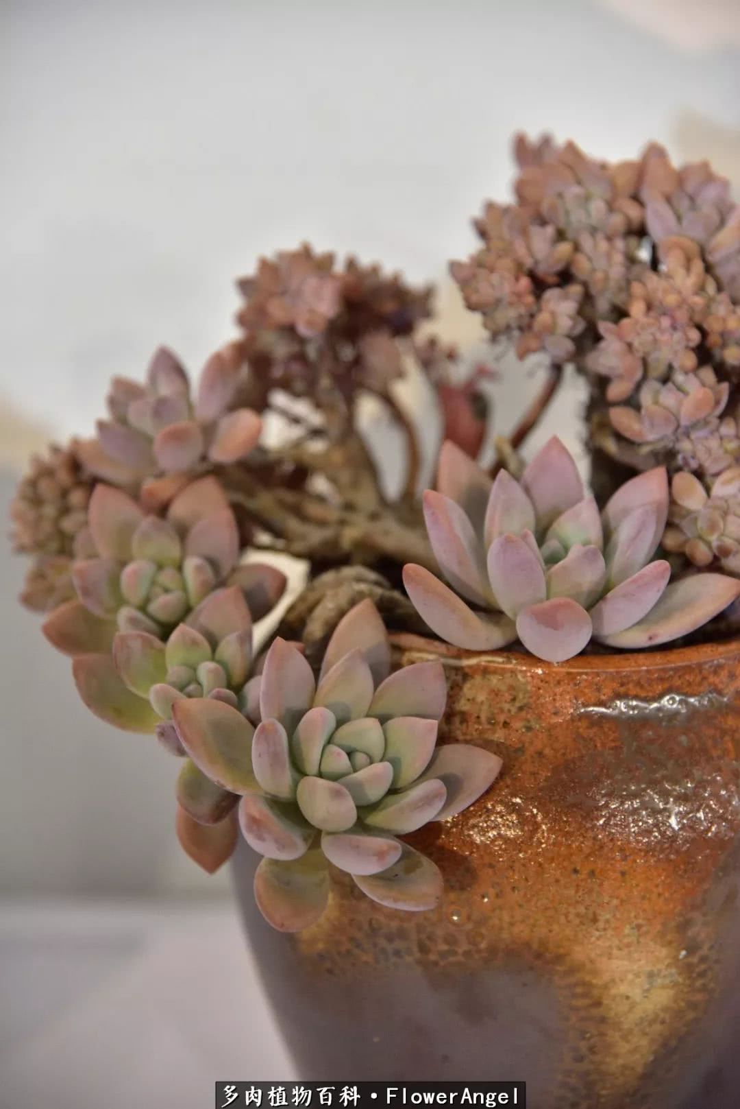 2018上海多肉展,我又双叒来了!