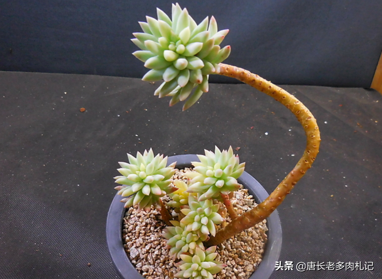 多肉千佛手老桩不小心弄断了?我们这样做过两年它又会变成一大盆