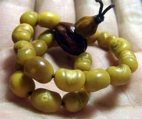 菩提子种类全详解（配图不易）