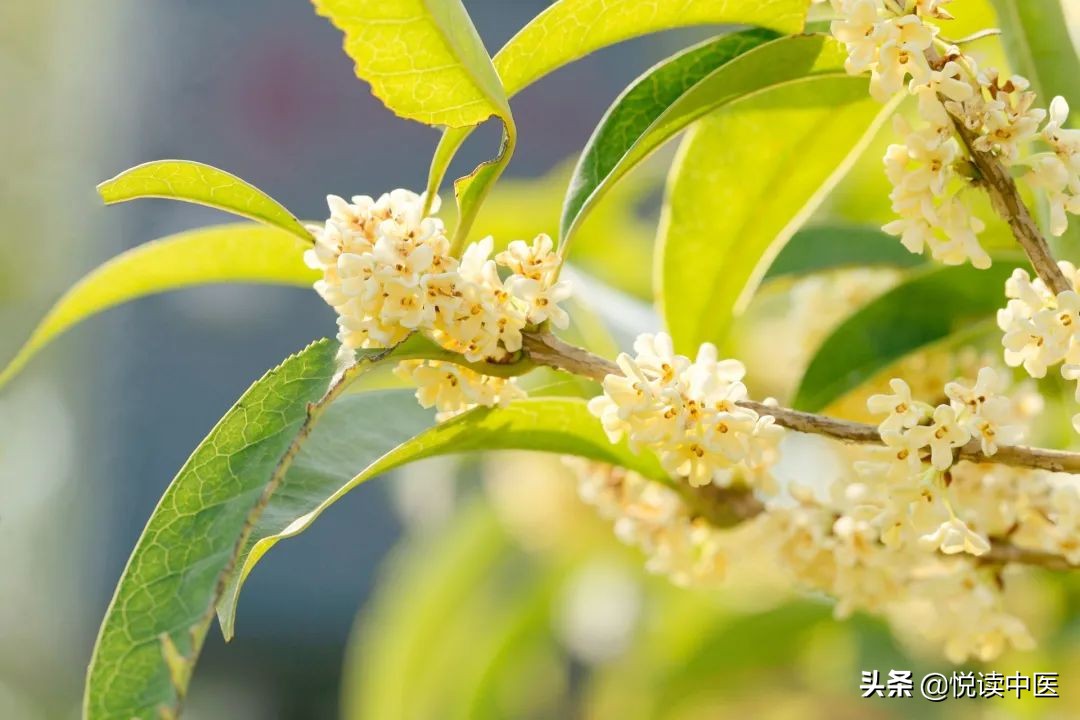 治疗复发性口腔溃疡有效的方子