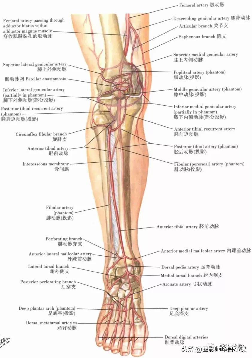 腿骨有哪些人腿骨结构 汽车时代网