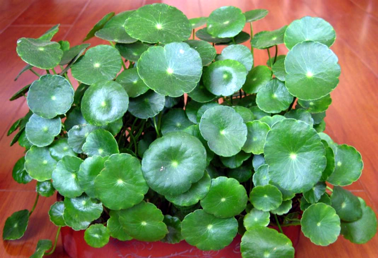 办公桌上适合摆花吗?推荐6种小植物,好处多多