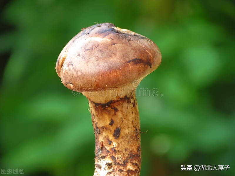 65种野菜图片大全，教你认识不同的野菜和吃法，你想要的野菜都有