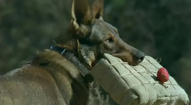 警犬的行为,导演姚守岗反倒表现地无以为然,说这是为了突出电影真实性