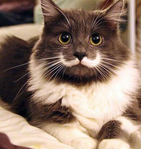 拽猫尾为啥会“拉稀”？阴天为什么猫咪爱洗脸？了解下猫咪感官