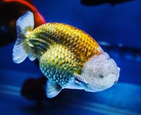 想要饲养好兰寿金鱼,以下的这些所有问题全部都要做到位!