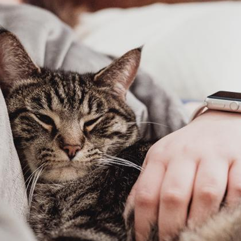 貓和你一起睡覺是有原因的！ 並不是他們有多喜歡你