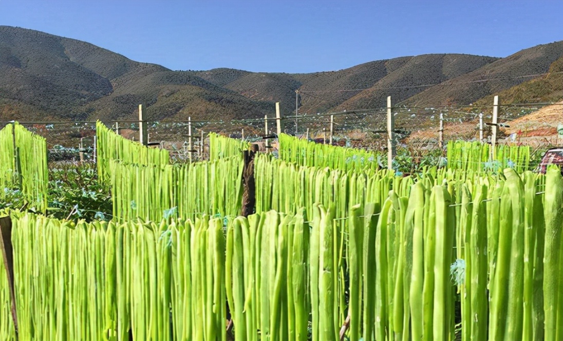 贡菜：常被认成莴笋，晒干后价值不菲，曾是贡品，如今成出口名蔬