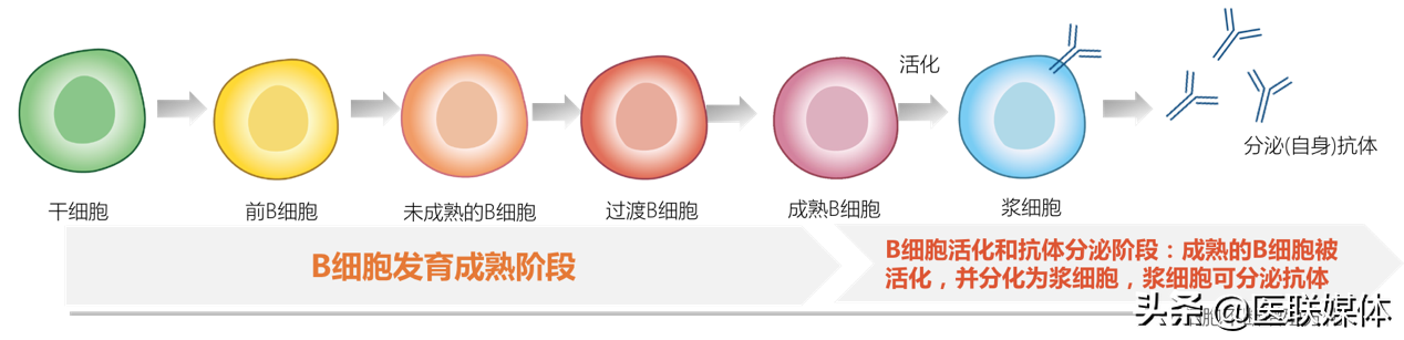 红斑狼疮的病因是什么？揭秘诱发系统性红斑狼疮的关键因素