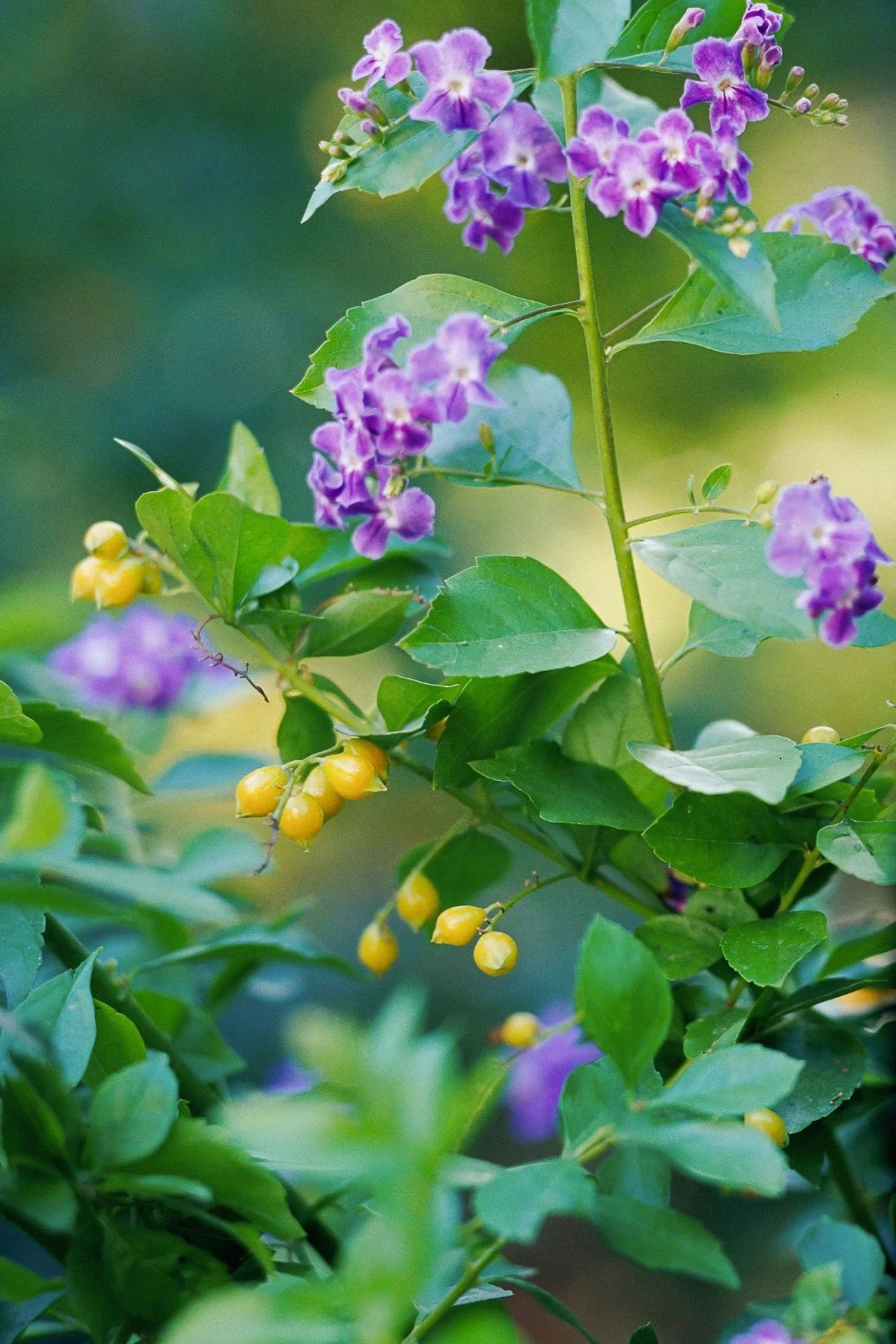 耐高温、耐晒的6种观赏花卉，没啥病虫害，容易养开花，适合新手