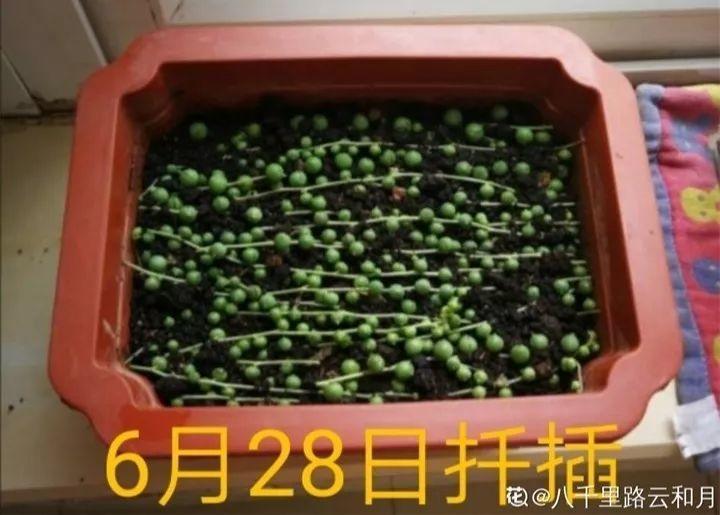 佛珠扦插最省事,铺盆里喷喷水,一个月就能长爆盆