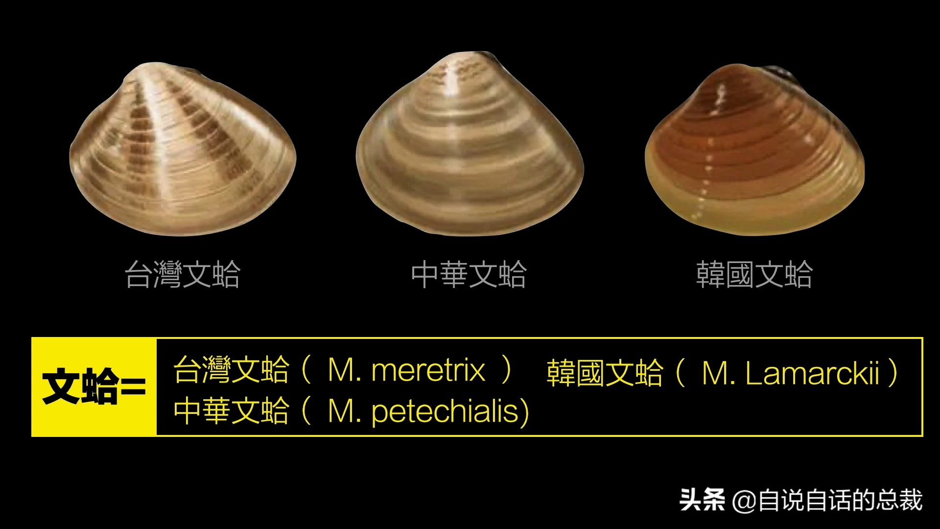 蛤、蚶、蛏、蚝、蚬有什么区别？这是一群美味海怪与人类的故事