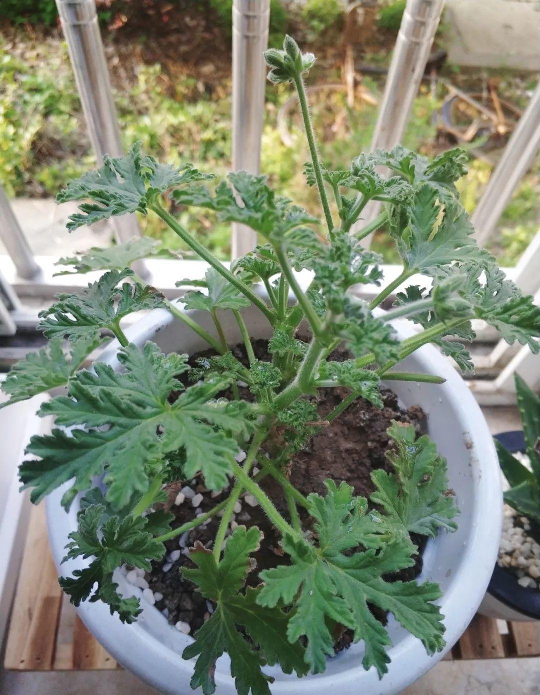 12种吃蚊虫的花，养1盆，虫子全死光
