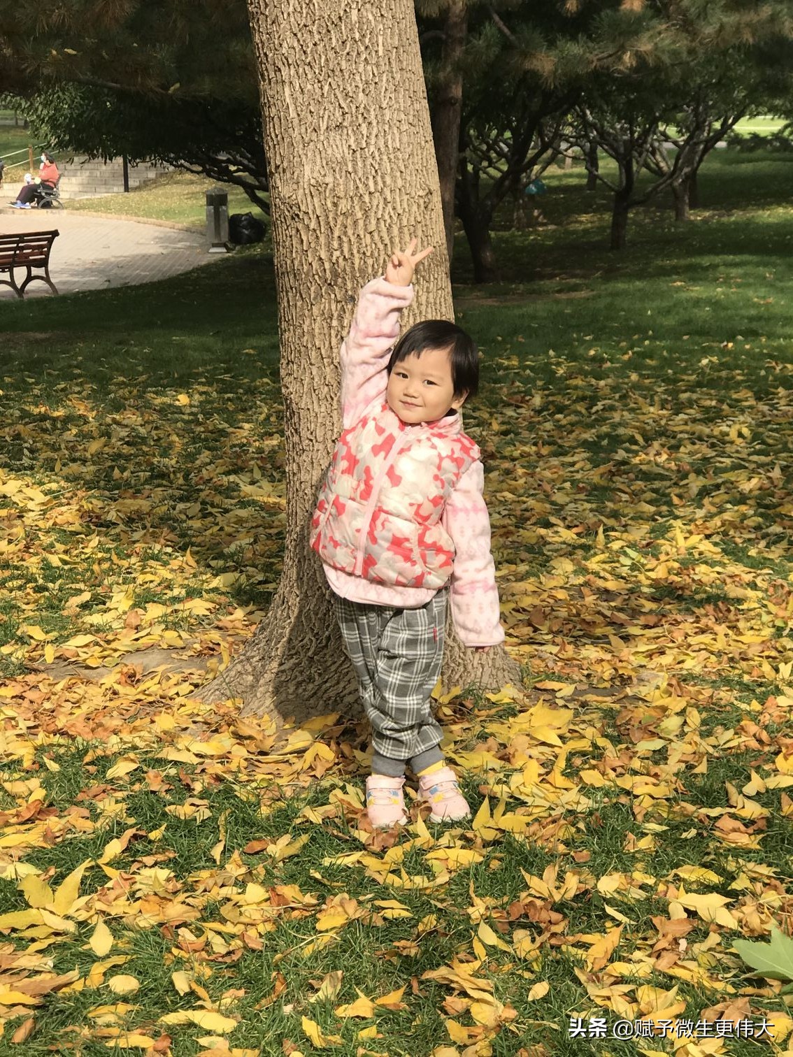 秋色添香——一片秋叶三世情