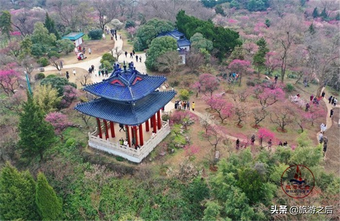中国四大梅园之首，漂亮的南京梅花山，南京人游玩必去的景点