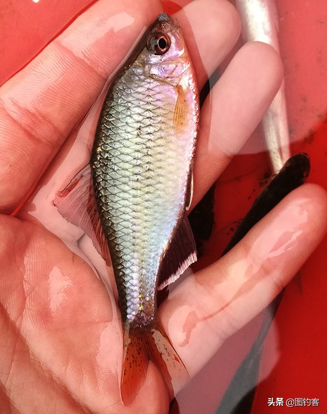 热带四文鱼怎么养长得好「专业回答」 -骁龙网