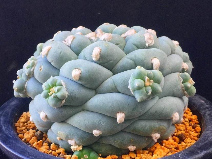 世界上最昂贵的十大多肉植物,惊掉了我的下巴!
