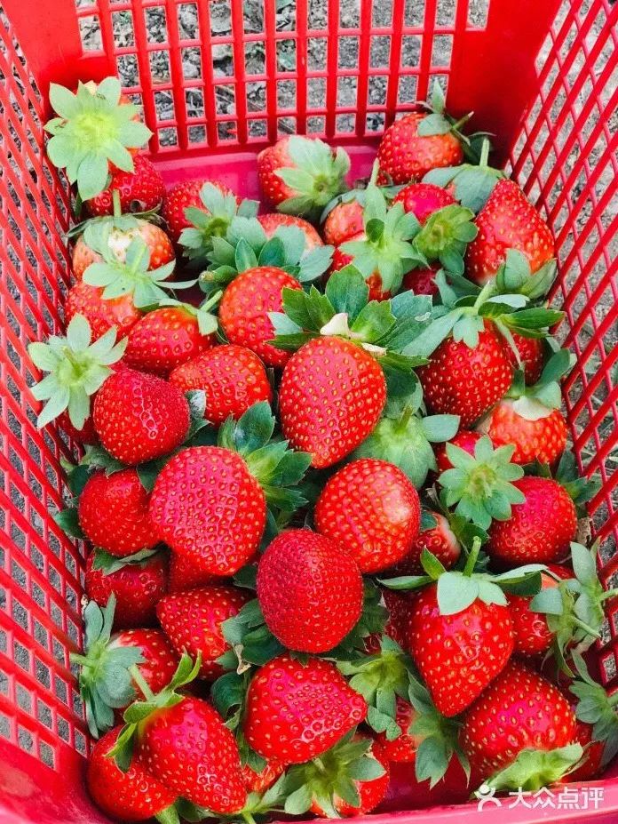 草莓季來了！廣州摘草莓指南出爐！快帶孩子走起