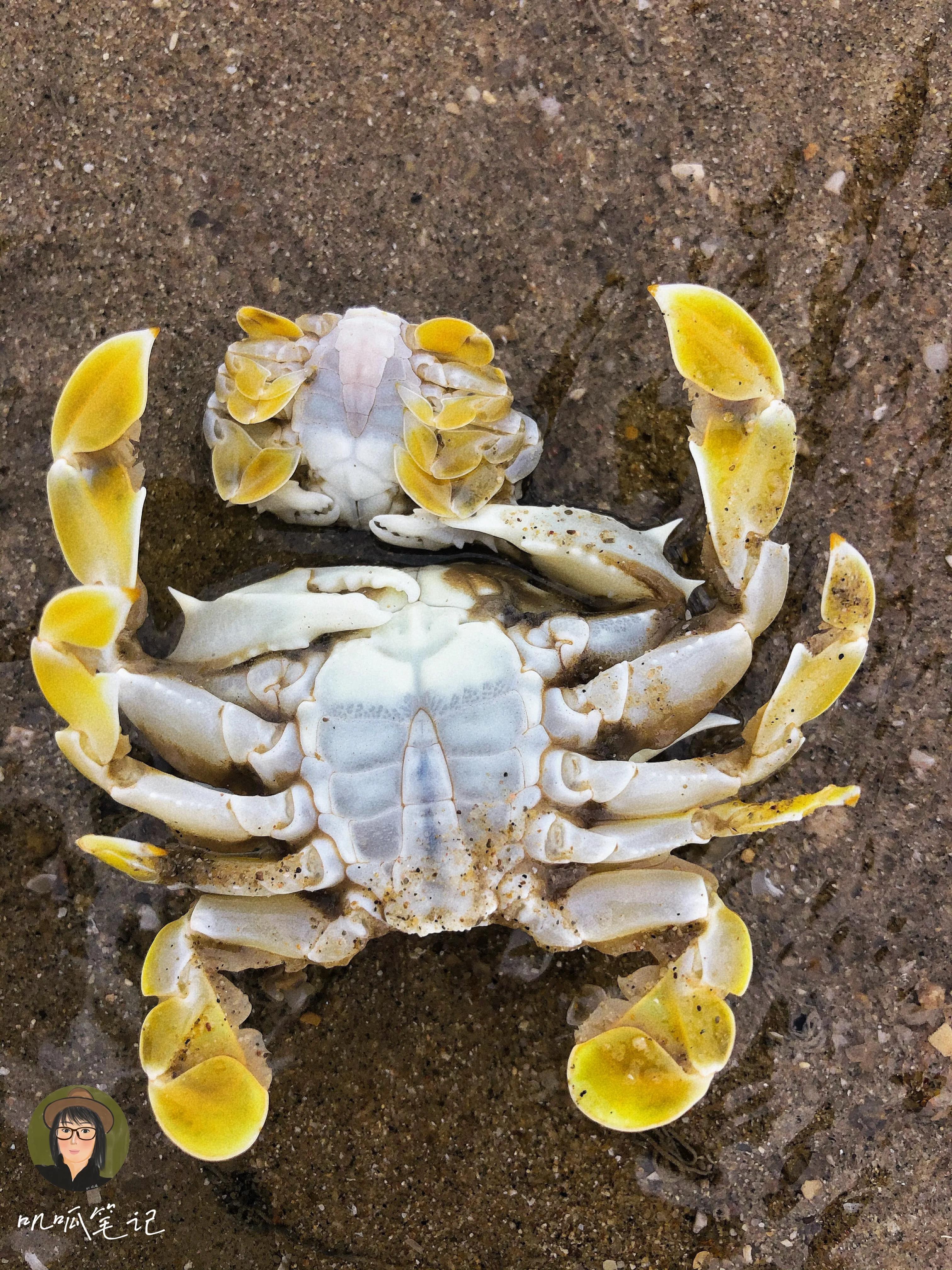 海边螃蟹种类图片