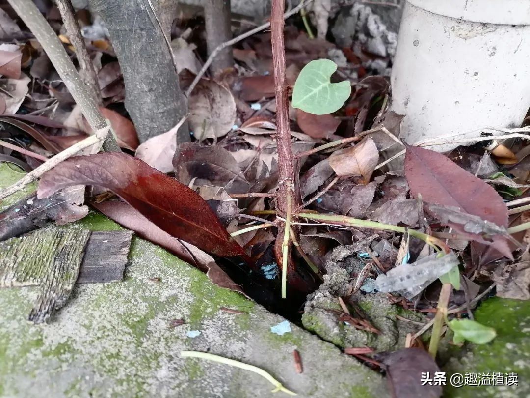 认识何首乌