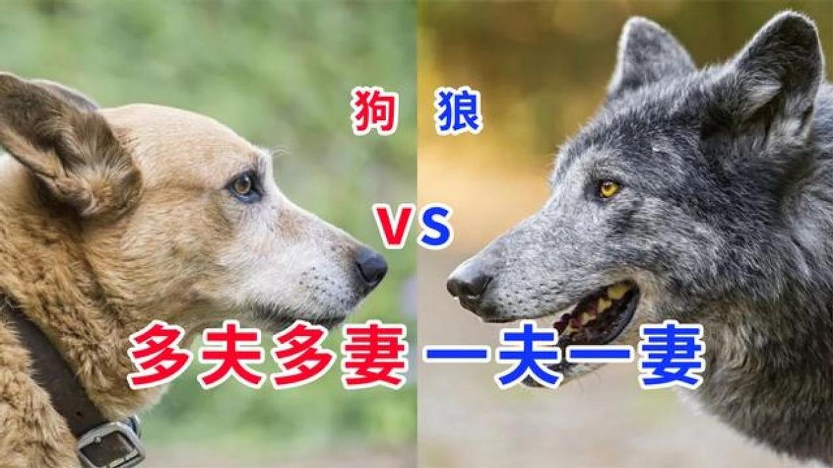 同为犬类的狼和狗，为何一个从一而终，另一个却如“海王”一般？